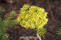 wbgarden dwarf conifers 31